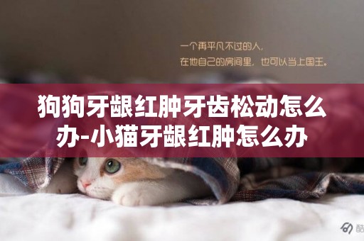 狗狗牙齦紅腫牙齒松動怎么辦-小貓牙齦紅腫怎么辦