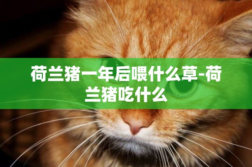 荷蘭豬一年后喂什么草-荷蘭豬吃什么