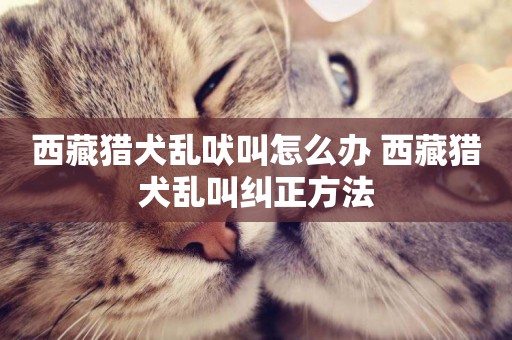 西藏獵犬亂吠叫怎么辦 西藏獵犬亂叫糾正方法