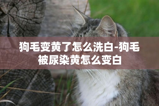 狗毛變黃了怎么洗白-狗毛被尿染黃怎么變白