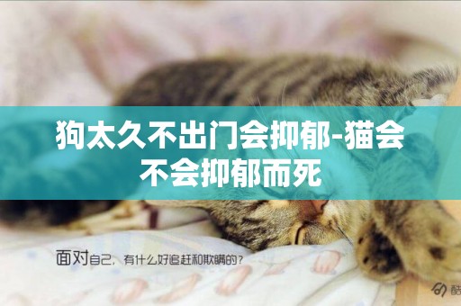 狗太久不出門會抑郁-貓會不會抑郁而死