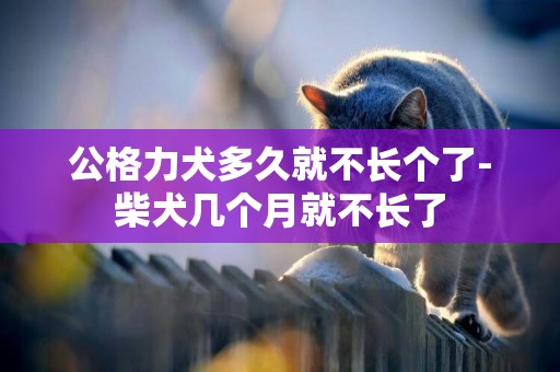 公格力犬多久就不長個了-柴犬幾個月就不長了