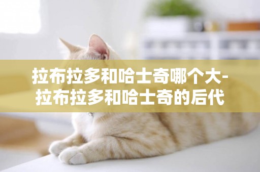 拉布拉多和哈士奇哪個大-拉布拉多和哈士奇的后代