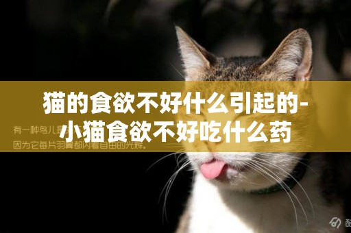 貓的食欲不好什么引起的-小貓食欲不好吃什么藥