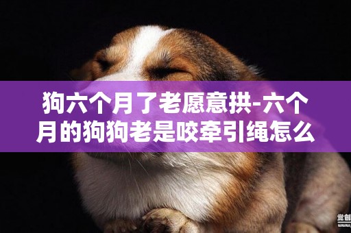 狗六個月了老愿意拱-六個月的狗狗老是咬牽引繩怎么辦