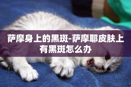 薩摩身上的黑斑-薩摩耶皮膚上有黑斑怎么辦