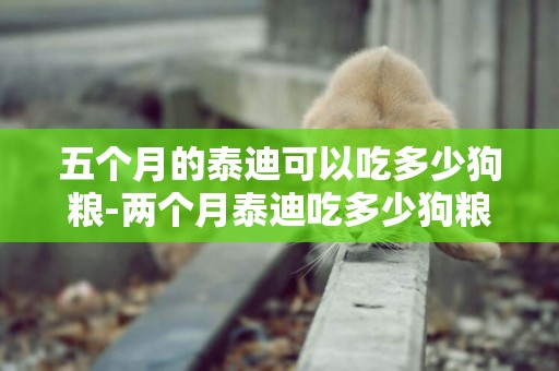 五個月的泰迪可以吃多少狗糧-兩個月泰迪吃多少狗糧合適