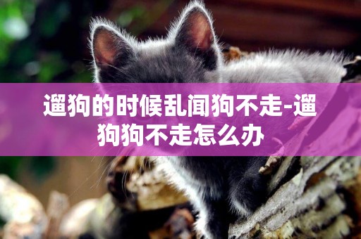 遛狗的時候亂聞狗不走-遛狗狗不走怎么辦