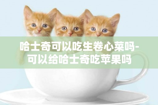 哈士奇可以吃生卷心菜嗎-可以給哈士奇吃蘋果嗎