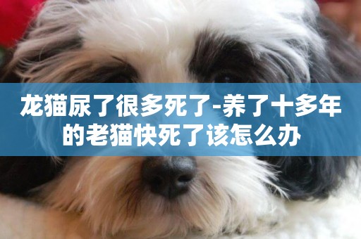 龍貓尿了很多死了-養了十多年的老貓快死了該怎么辦