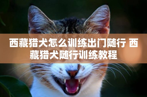 西藏獵犬怎么訓練出門隨行 西藏獵犬隨行訓練教程