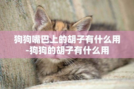 狗狗嘴巴上的胡子有什么用-狗狗的胡子有什么用