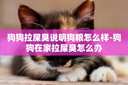 狗狗拉屎臭說明狗糧怎么樣-狗狗在家拉屎臭怎么辦