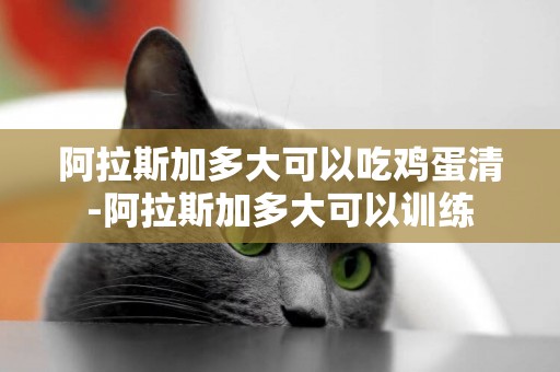 阿拉斯加多大可以吃雞蛋清-阿拉斯加多大可以訓練