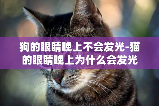 狗的眼睛晚上不會發光-貓的眼睛晚上為什么會發光