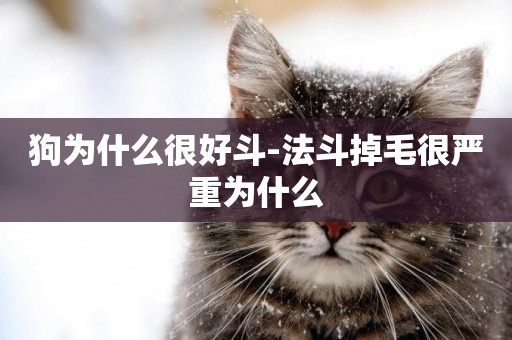狗為什么很好斗-法斗掉毛很嚴重為什么