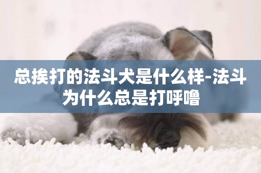 總挨打的法斗犬是什么樣-法斗為什么總是打呼嚕