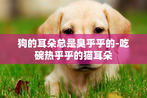 狗的耳朵總是臭乎乎的-吃碗熱乎乎的貓耳朵
