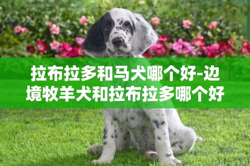 拉布拉多和馬犬哪個好-邊境牧羊犬和拉布拉多哪個好