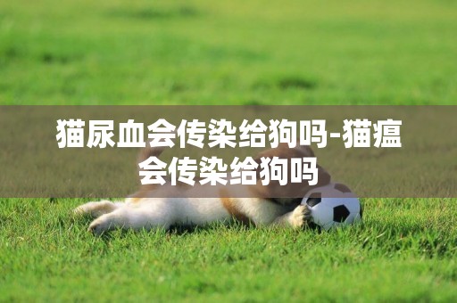 貓尿血會傳染給狗嗎-貓瘟會傳染給狗嗎