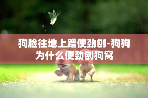 狗臉往地上蹭使勁刨-狗狗為什么使勁刨狗窩