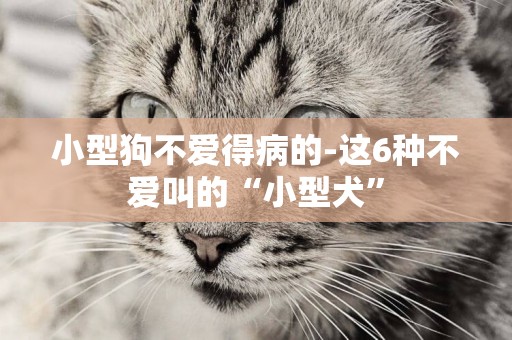 小型狗不愛得病的-這6種不愛叫的“小型犬”