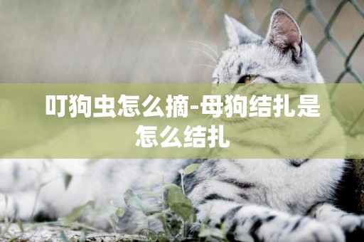 叮狗蟲怎么摘-母狗結扎是怎么結扎