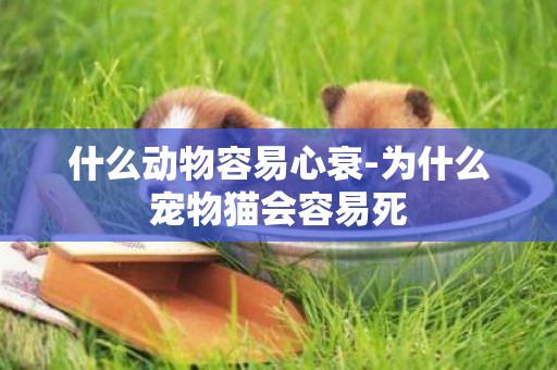 什么動物容易心衰-為什么寵物貓會容易死