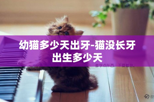 幼貓多少天出牙-貓沒長牙出生多少天