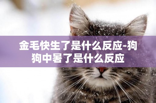 金毛快生了是什么反應-狗狗中暑了是什么反應