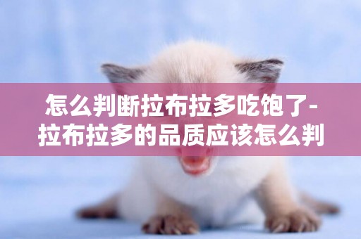 怎么判斷拉布拉多吃飽了-拉布拉多的品質應該怎么判斷