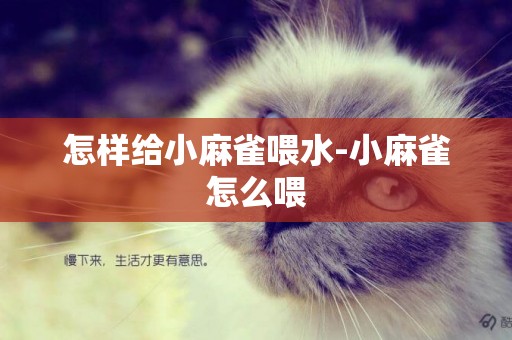 怎樣給小麻雀喂水-小麻雀怎么喂