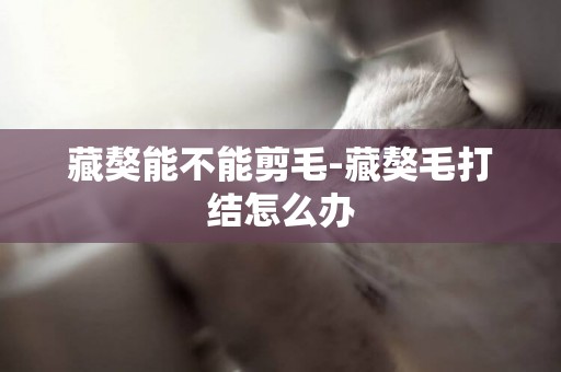 藏獒能不能剪毛-藏獒毛打結怎么辦