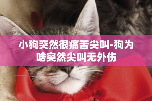 小狗突然很痛苦尖叫-狗為啥突然尖叫無外傷