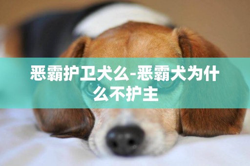 惡霸護衛犬么-惡霸犬為什么不護主