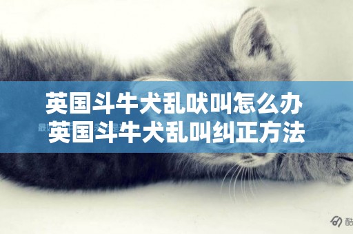 英國斗牛犬亂吠叫怎么辦 英國斗牛犬亂叫糾正方法