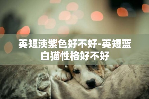 英短淡紫色好不好-英短藍白貓性格好不好