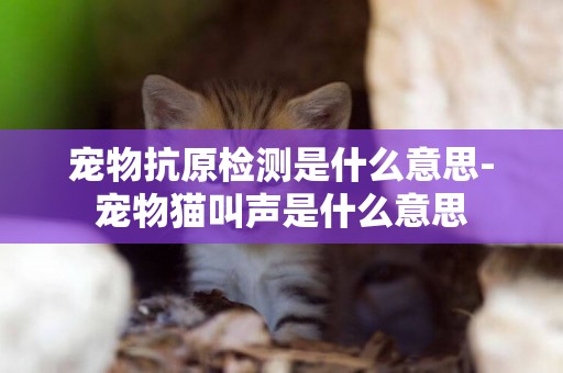 寵物抗原檢測是什么意思-寵物貓叫聲是什么意思