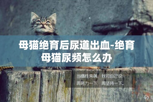 母貓絕育后尿道出血-絕育母貓尿頻怎么辦