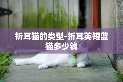 折耳貓的類型-折耳英短藍貓多少錢
