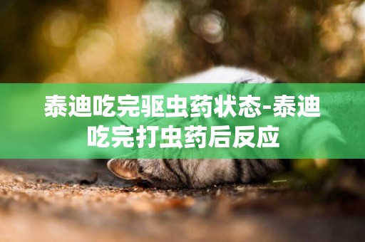 泰迪吃完驅蟲藥狀態-泰迪吃完打蟲藥后反應
