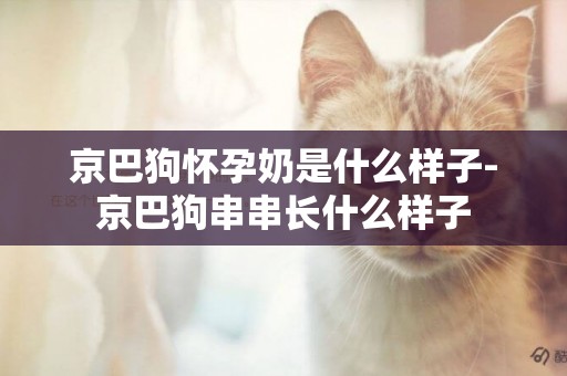 京巴狗懷孕奶是什么樣子-京巴狗串串長什么樣子