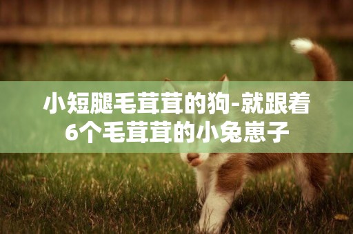 小短腿毛茸茸的狗-就跟著6個毛茸茸的小兔崽子