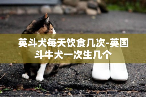 英斗犬每天飲食幾次-英國斗牛犬一次生幾個