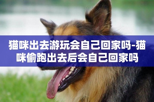 貓咪出去游玩會自己回家嗎-貓咪偷跑出去后會自己回家嗎