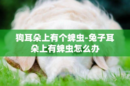 狗耳朵上有個蜱蟲-兔子耳朵上有蜱蟲怎么辦