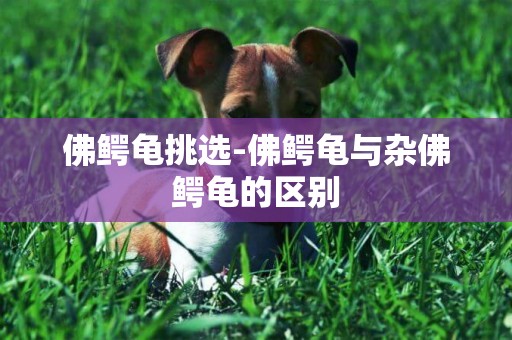 佛鱷龜挑選-佛鱷龜與雜佛鱷龜的區別