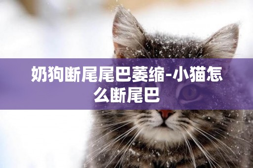 奶狗斷尾尾巴萎縮-小貓怎么斷尾巴