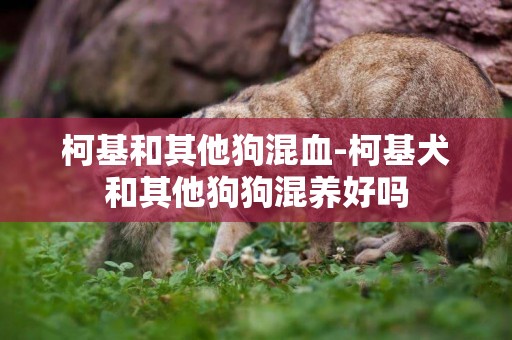 柯基和其他狗混血-柯基犬和其他狗狗混養好嗎