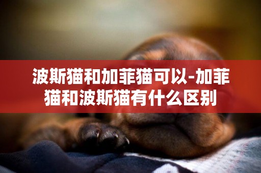 波斯貓和加菲貓可以-加菲貓和波斯貓有什么區別